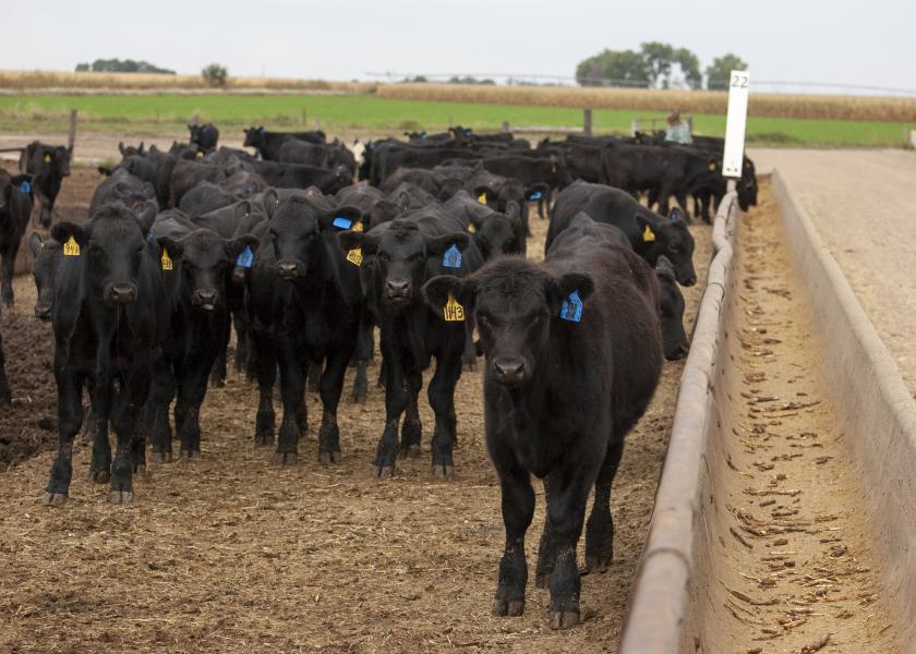 Fed cattle traded lower, feeders mixed