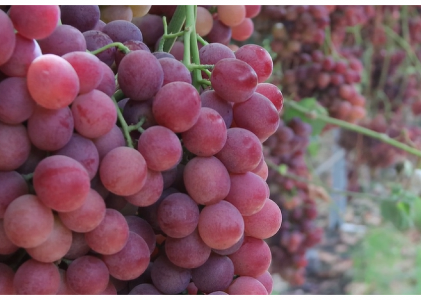 Progressive Produce adds organic table grape program