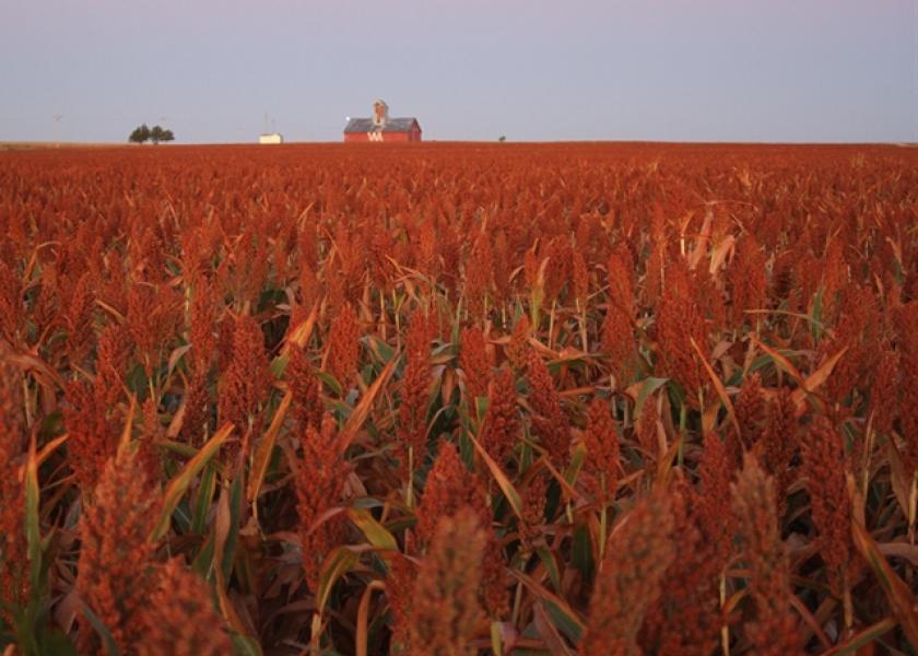 Why sorghum's momentum is red-hot	