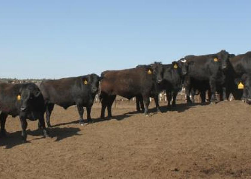 Genex Reports Record Beef Semen Sales to Dairy Herds