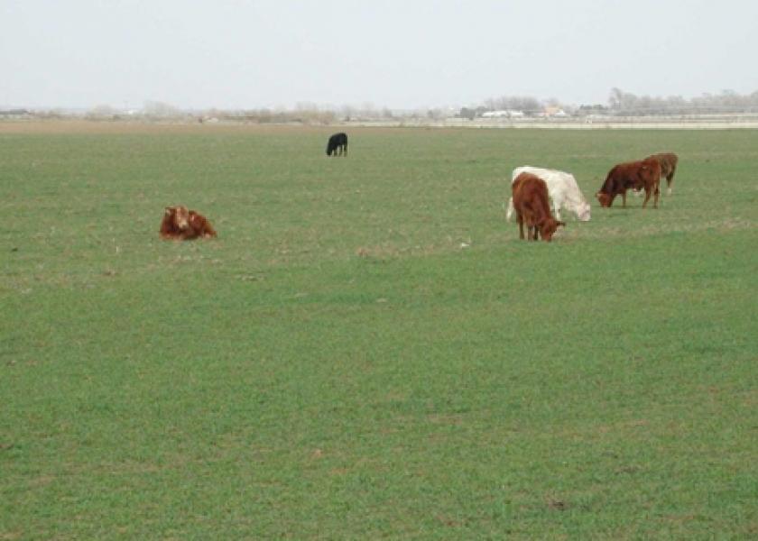 5 4 11 cattle on wheat