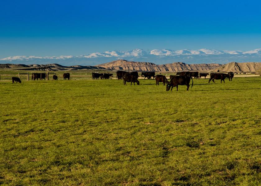 Saddle Horn Ranch