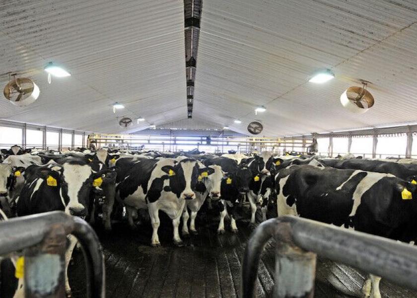 Holstein cows waiting to be milked.