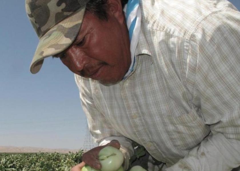 Farmworker Florentino Reyes picks tomatoes Tuesday, Aug. 30, 2016, at a field near Mendota, Calif. 
