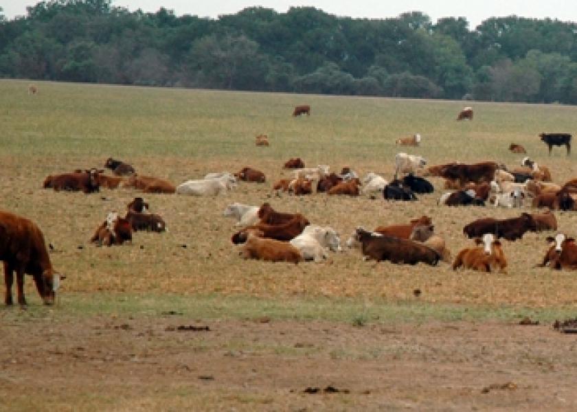 cattle drought 3
