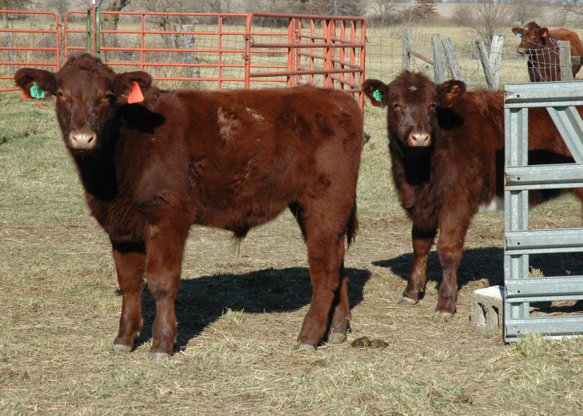Preconditioned calves return more at auction.