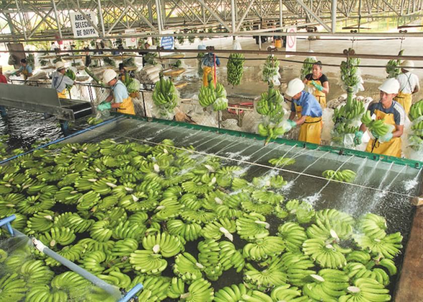 Workers wash and prepare bananas for Dole Food Co. According to the USDA, from August 2019 to July, Guatemala was the largest supplier of bananas to the U.S., at 2.14 million metric tons
