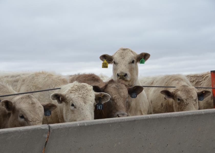 Cattle markets began November pushing higher.