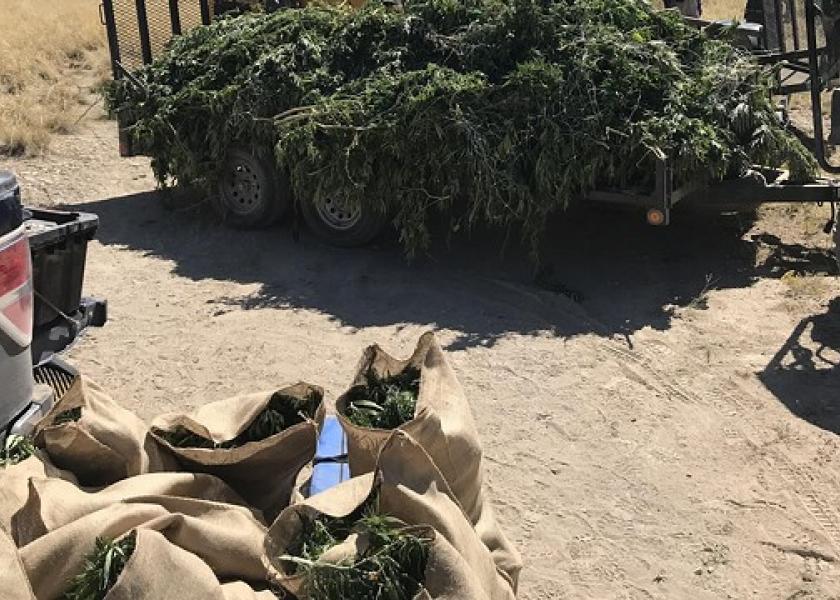 Officials have been busy destroying illegal marijuana in Colorado.