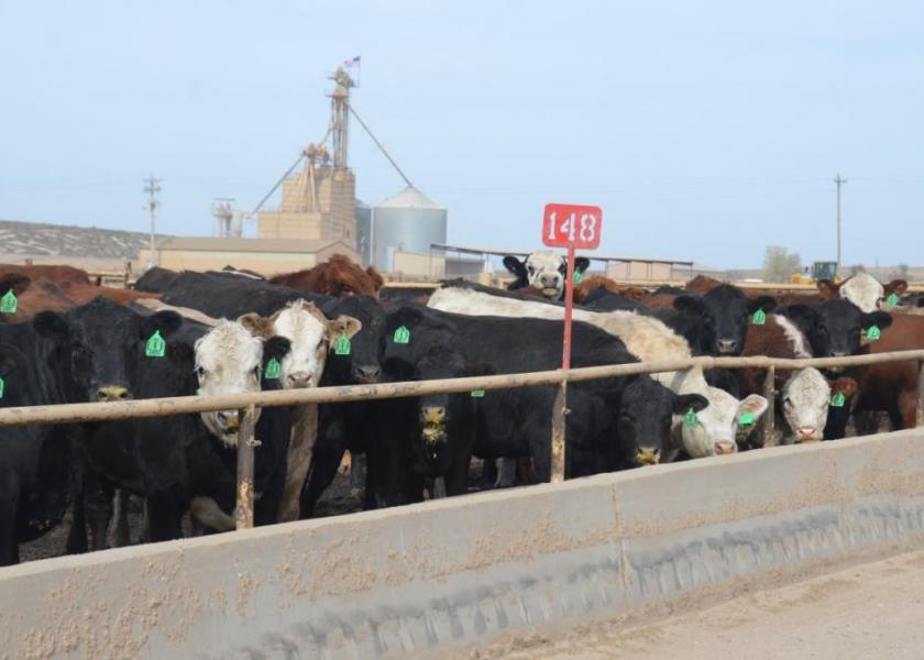 Feedlot show lists remain large