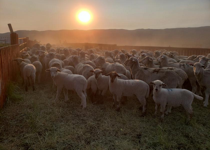 Jorgensen Ranch sheep