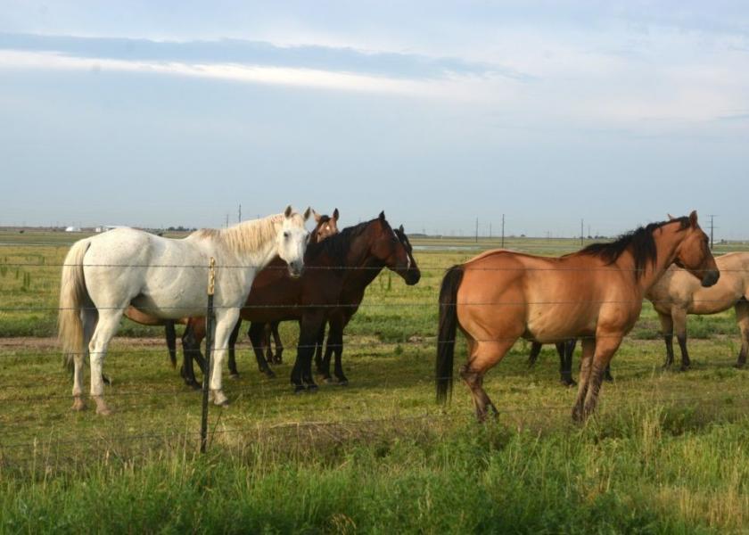 African horse sickness is transmitted by insects