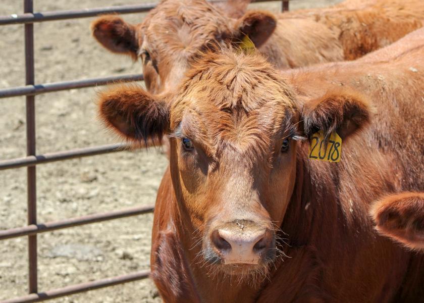 July cattle feedlot placements were 11% higher