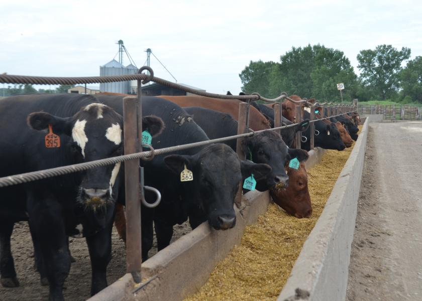 Cattle at feedbunk