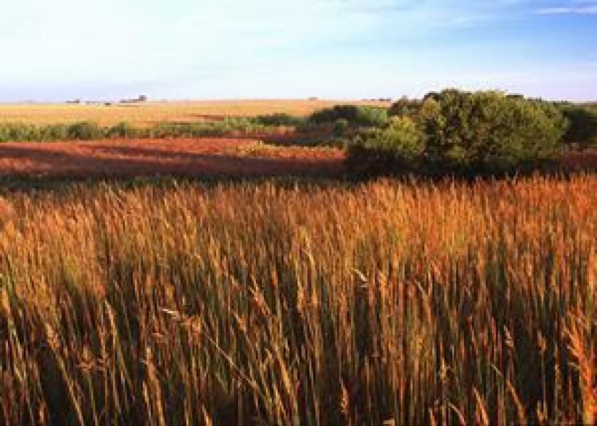 Grasses   Iowa   USDA NRCS
