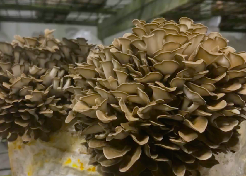 This year, the meal to be served at the Golden Globes will feature mushrooms instead of meat.