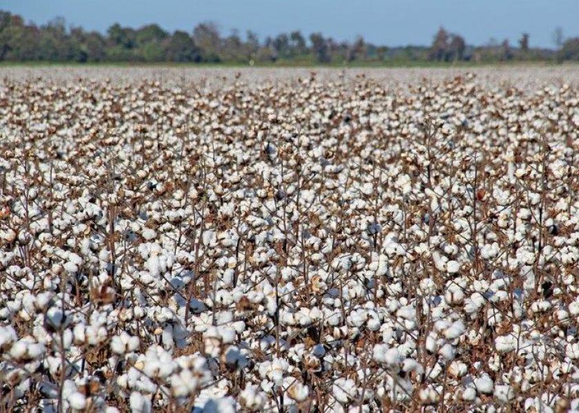 A technological push steered by Cotton Incorporated aims to deliver automated harvest via fleets of swarm robots within 10 to 15 years.