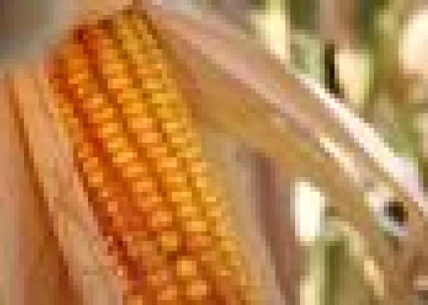Close up corn ear in field