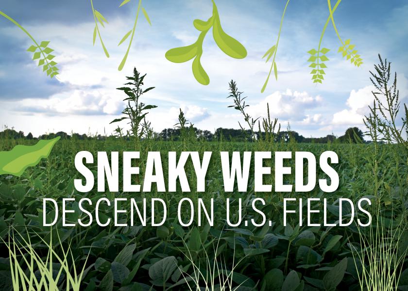 Sneaky Weeds Descend on U.S. Fields