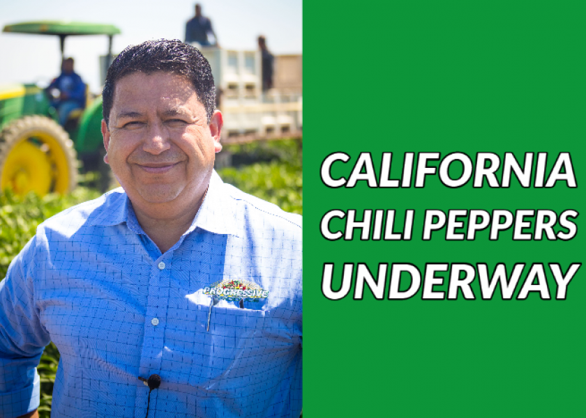 Gabriel Andrade, sales manager for Progressive Produce, says the company is beginning harvest of California chili peppers.