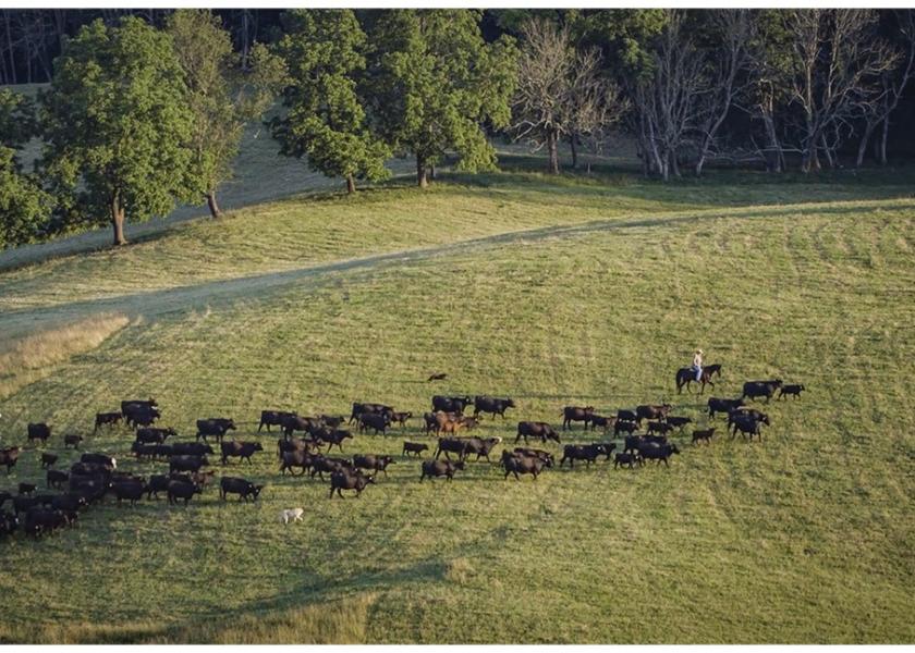 Simmental cattle