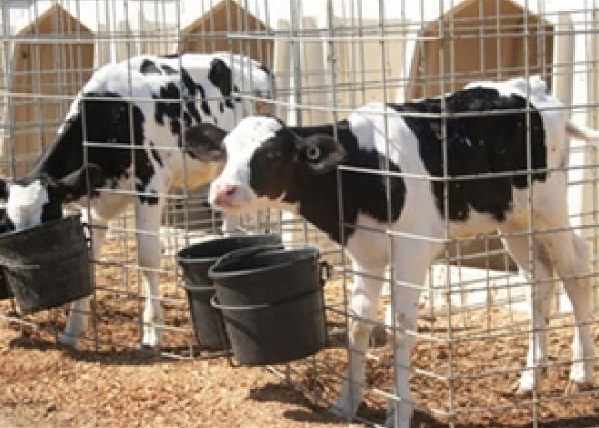 Bledsoe Dairy calves drugs 