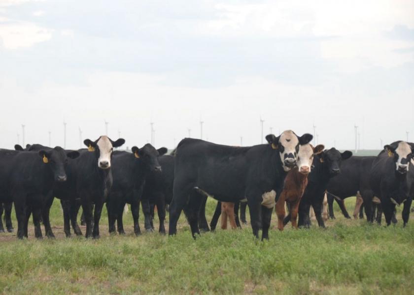 The 2019 calf crop was 1% smaller