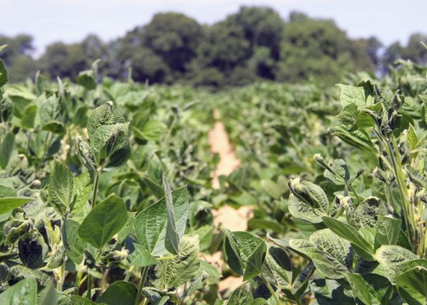 Arkansas Dicamba Ban Passes, Heads to Governor's Desk