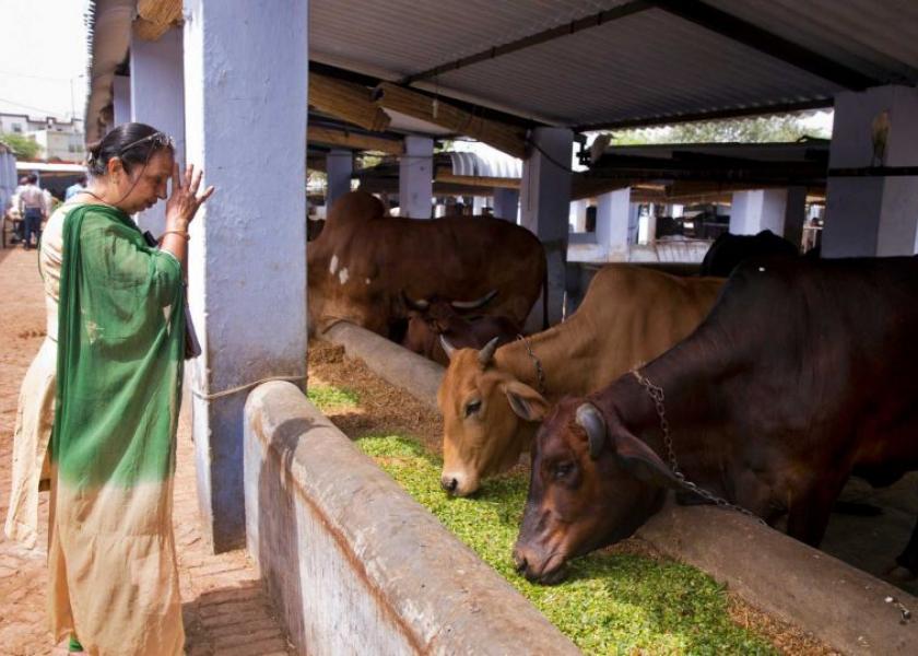 India Cattle Shelter