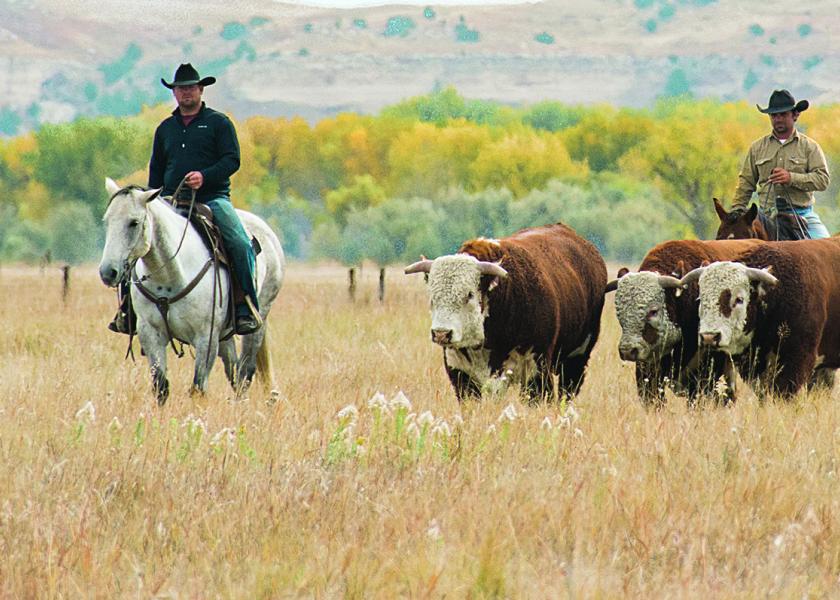I'm A Drover: 25 Years Strong for Certified Hereford Beef