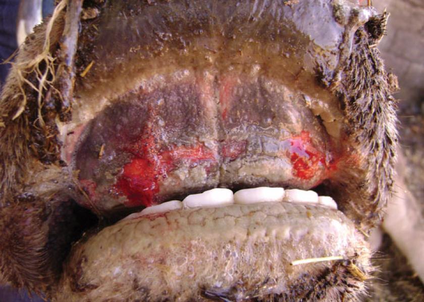 In cattle, signs of EHD can mimic those of foot and mouth disease (FMD).