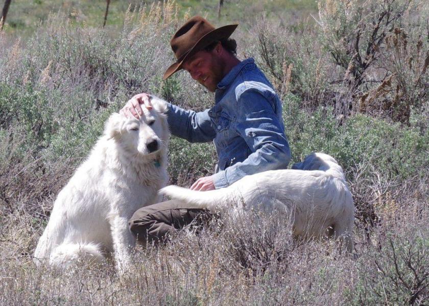Blaine County, Idaho, sheep rancher Cory Peavey and his dogs.