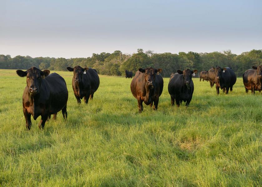 Angus cows at 44 Farms