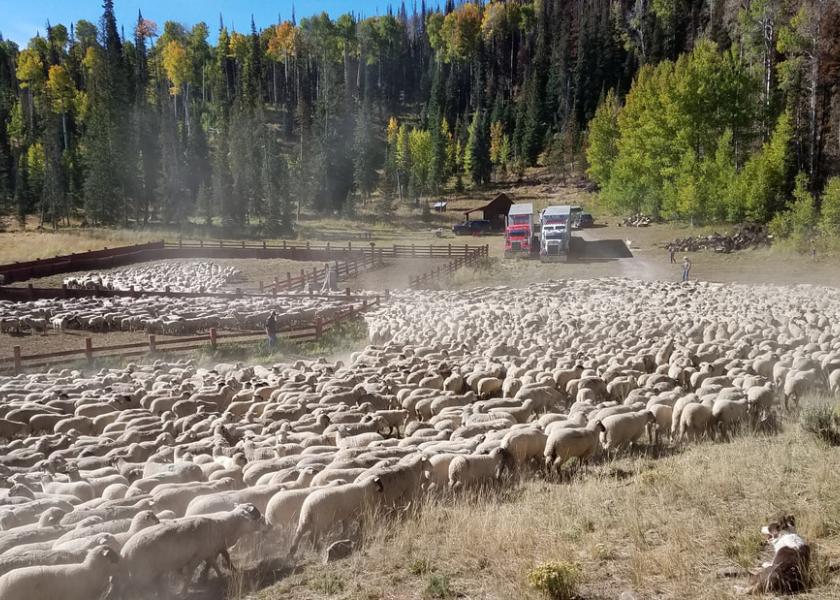Utah sheep ranch