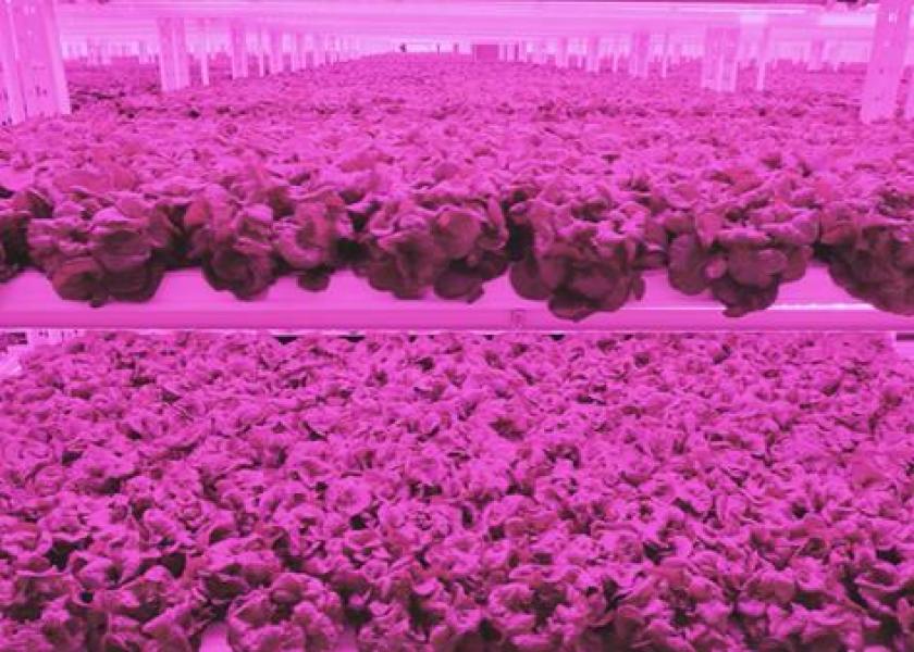 Indoor, vertical grower Kalera to add new facility in Atlanta