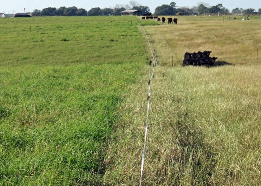 Stockpiled grazing can reduce winter feeding costs