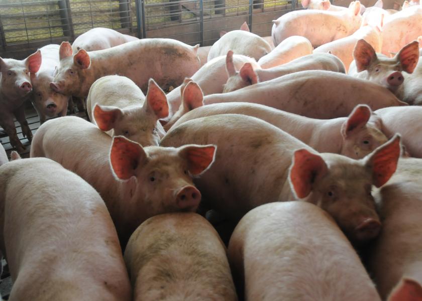Groups Seek to Ban Certain Hog Carcass Disposal Methods