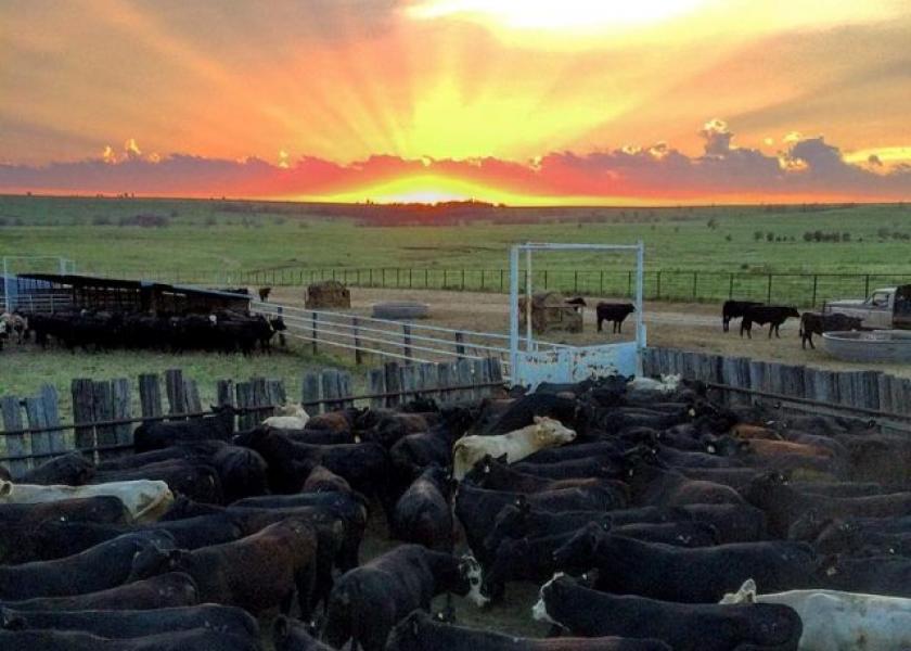 USDA's mid-year cattle inventory shows little change