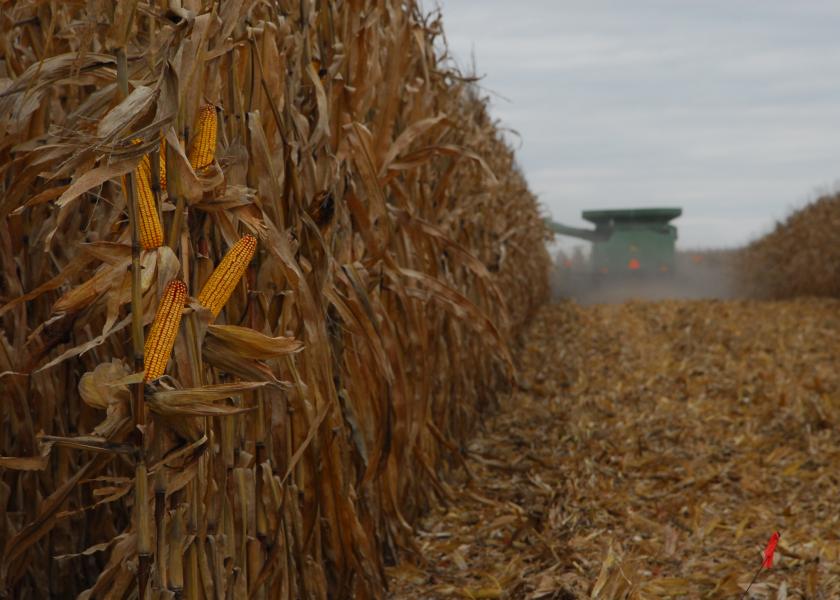 Late Corn Harvest Brings Lower Feed Cost Opportunities