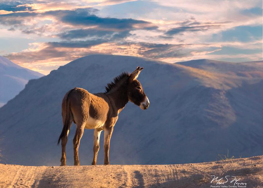 Donkey in Death Valley National Park
