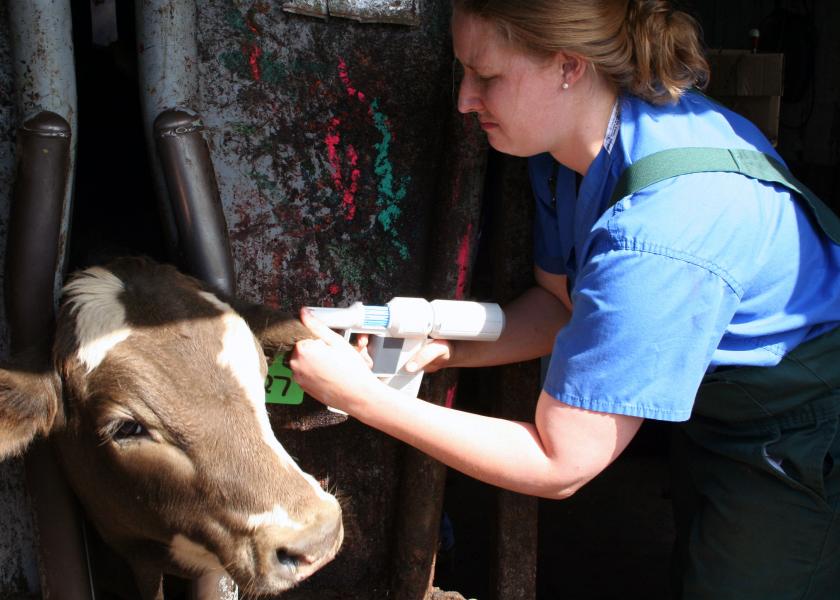 The COVID-19 Pandemic May Lead to Changes in Calf Care