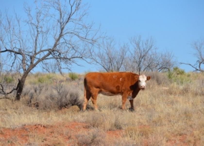 BT Rotator Texas Cow Drought