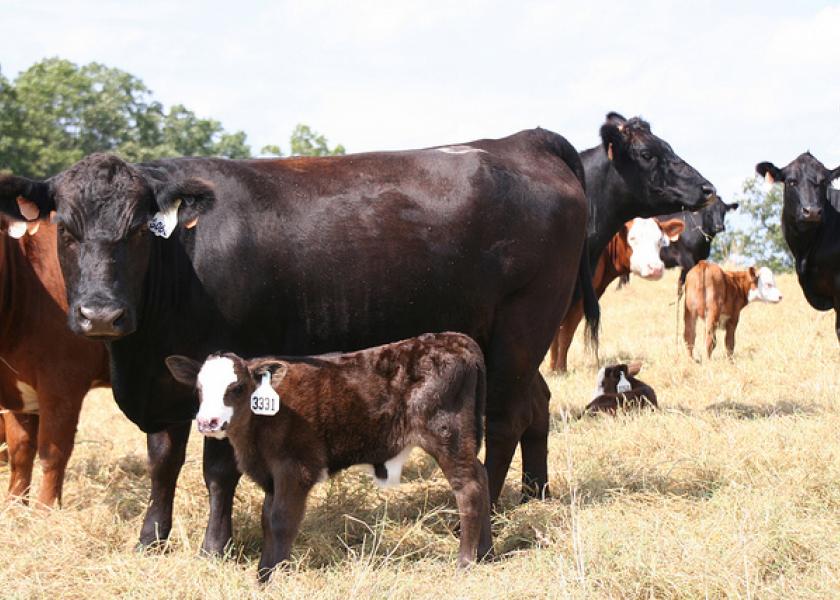 BT_Arkansas_Cattle_Cow_Calf