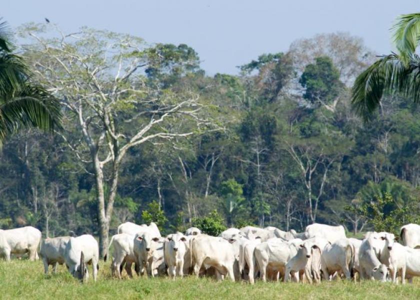 BT_Brazil_Amazon_Cattle