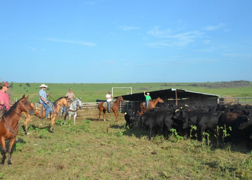 BT_Cattle_Horseback_Cowboys
