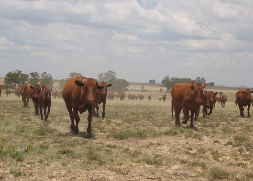 BT_Cattle_South_Africa_Drought