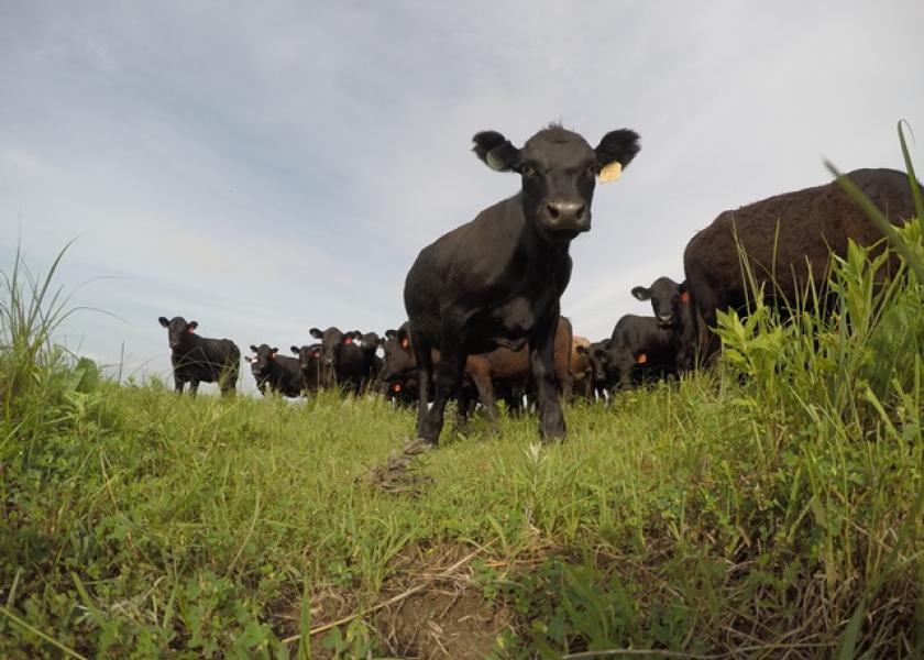 BT_Cattle_Wide_Angle