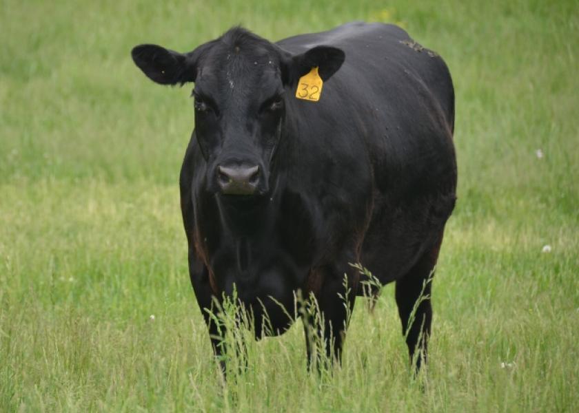 The Impact of Dressing Percent on Cull Cow Marketing