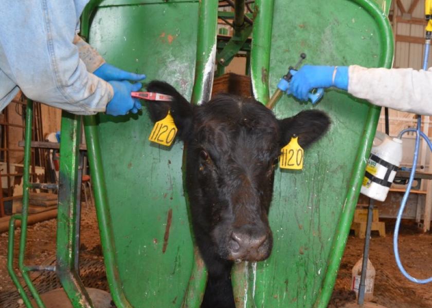 BT_Cow_Vaccinate_Tagging