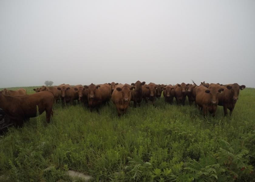 BT_GoPro_Red_Angus_Stockers